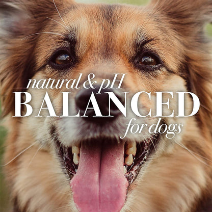 Natural Itch Soothing Shampoo for Dogs | Made with Avocado & Honeysuckle | Best Dog Shampoo for Fast Itch Relief | Itch Relieving Dog Shampoo, 16 Oz 2 Pack